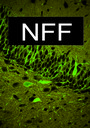 NFF Logo.jpg