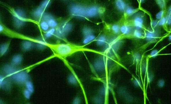 Synapse-1.jpg