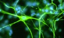 Synapse-1.jpg