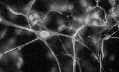 Synapse sw-1.jpg