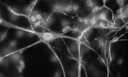 Synapse sw-1.jpg